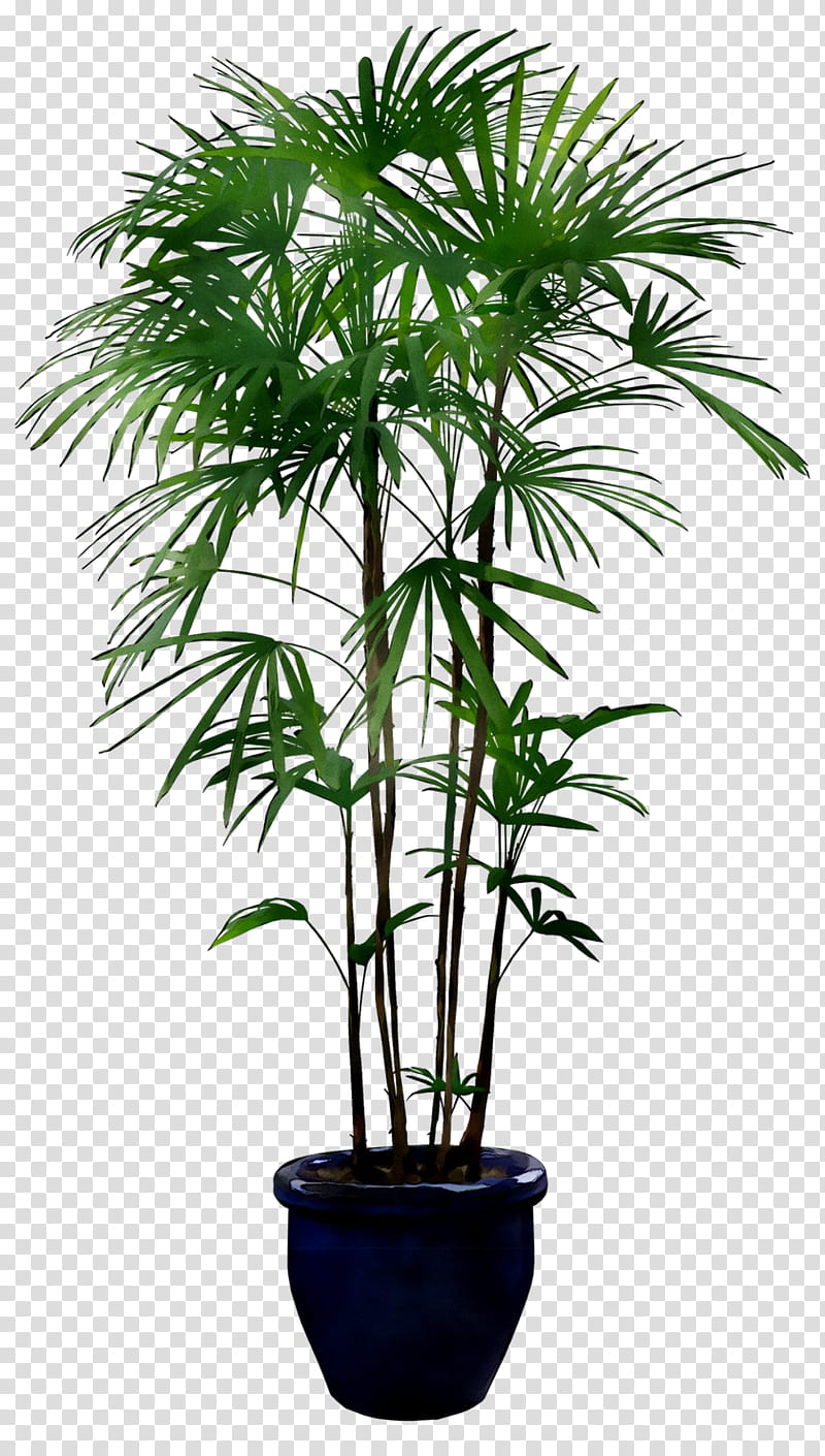 Pot Leaf, Plants, Palm Trees, Flowerpot, Houseplant, Plant Cell, Ceramic Orchid Pot, Ornamental Plant transparent background PNG clipart