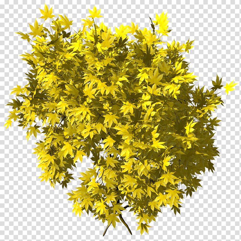 Ohmomiji Acer Amoenum TIF, yellow leaves transparent background PNG clipart