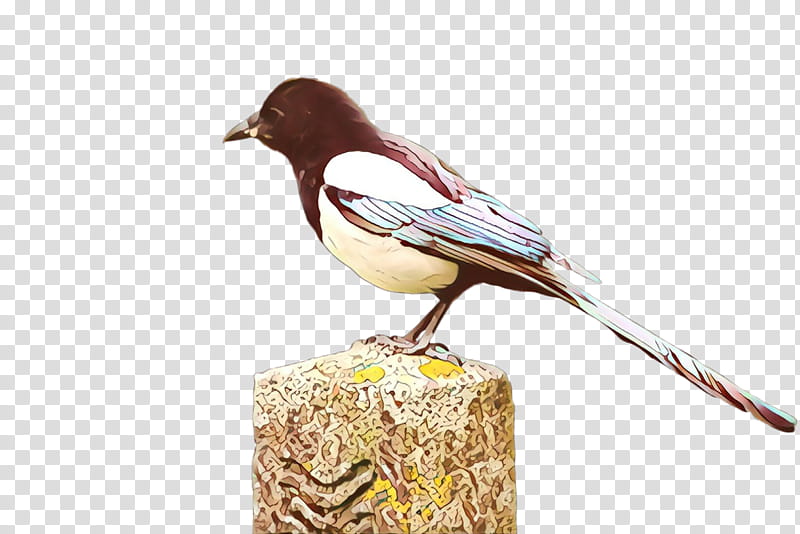 bird beak chickadee songbird perching bird, Sparrow, Finch, Magpie, House Sparrow, Eurasian Magpie transparent background PNG clipart