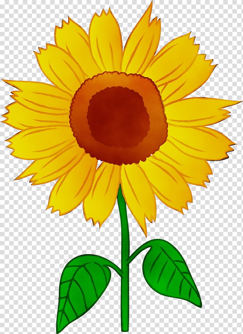 Sunflower, Watercolor, Paint, Wet Ink, Common Sunflower, Cartoon, Yellow, Sunflower Seed transparent background PNG clipart