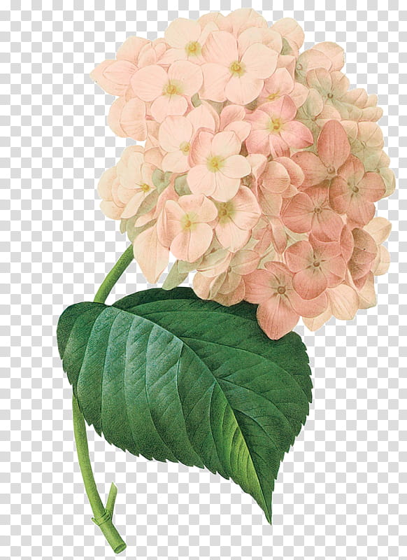 Watercolor Pink Flowers, French Hydrangea, Climbing Hydrangea, Garden, Oakleaf Hydrangea, Watercolor Painting, Shrub, Hydrangeaceae transparent background PNG clipart
