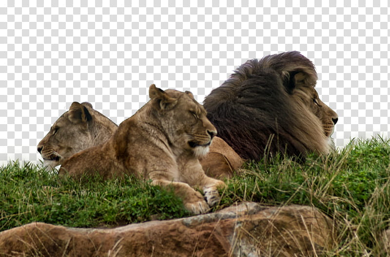 Lion and lioness, brown lions on grass field transparent background PNG clipart