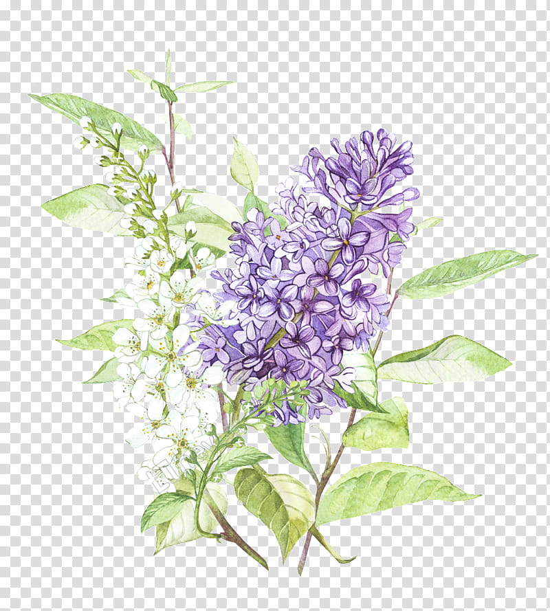 Purple Watercolor Flower, Common Lilac, Watercolor Painting, Drawing, Lavender, Plant, Violet, Buddleia transparent background PNG clipart