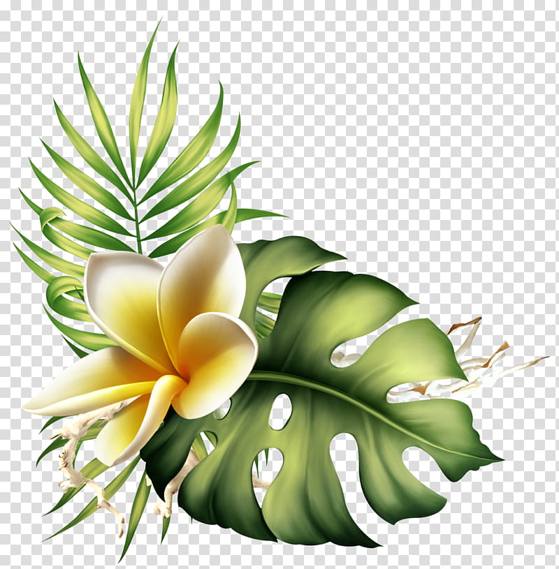flower plant leaf frangipani, Petal, Anthurium, Flowering Plant transparent background PNG clipart