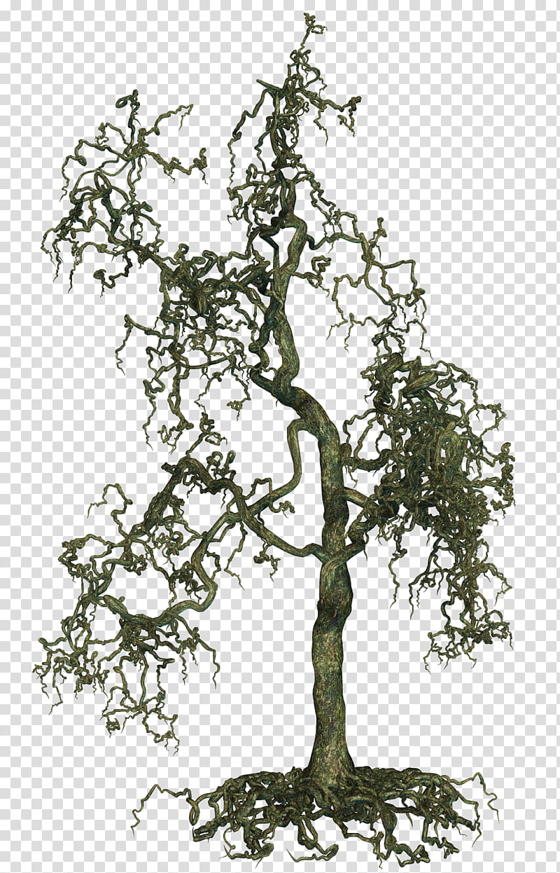 Creepy Trees , bare tree transparent background PNG clipart