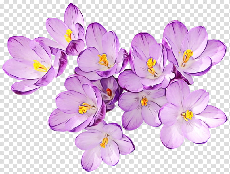 flowering plant flower petal violet plant, Watercolor, Paint, Wet Ink, Tommie Crocus, Lilac, Purple, Saffron Crocus transparent background PNG clipart