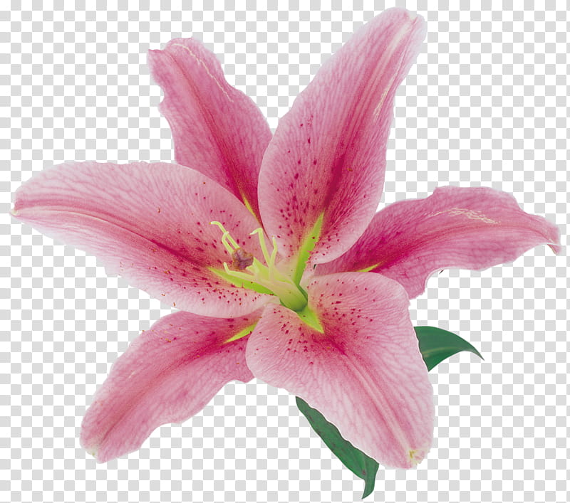 O, pink lily flower transparent background PNG clipart