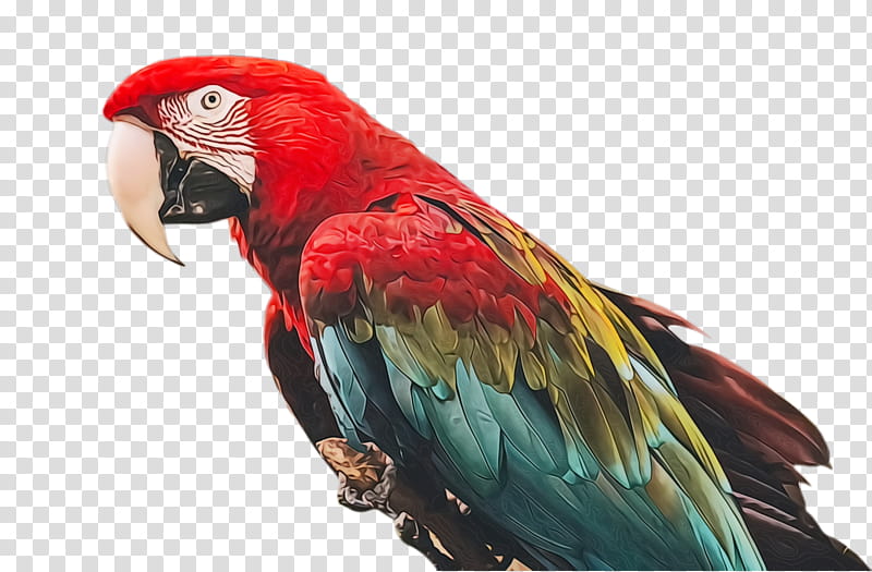 Colorful, Parrot, Bird, Exotic Bird, Tropical Bird, Macaw, Parakeet, Loriini transparent background PNG clipart