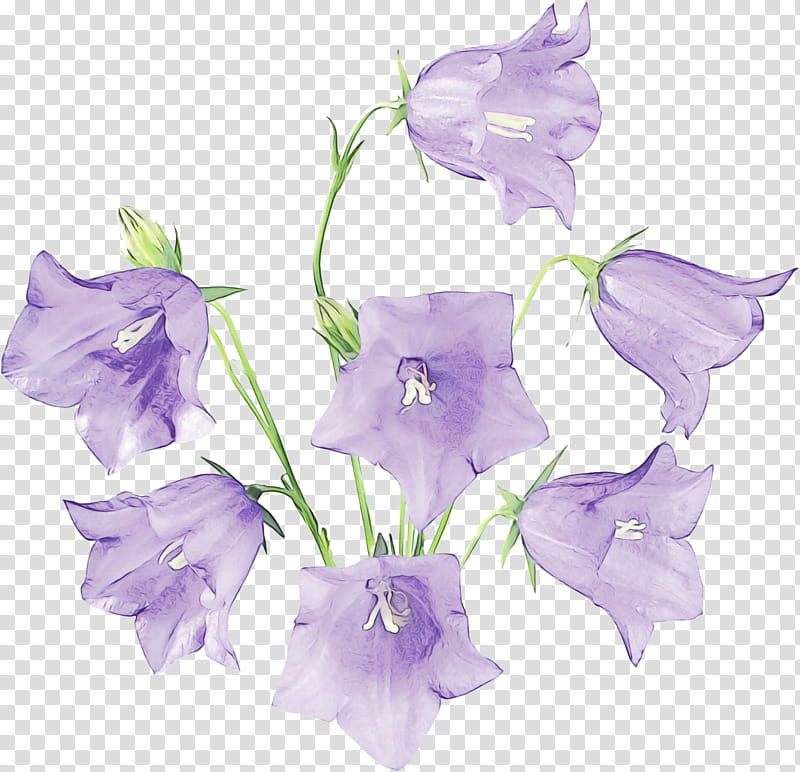 flower flowering plant purple plant canterbury bells, Watercolor, Paint, Wet Ink, Violet, Harebell, Balloon Flower, Petal transparent background PNG clipart