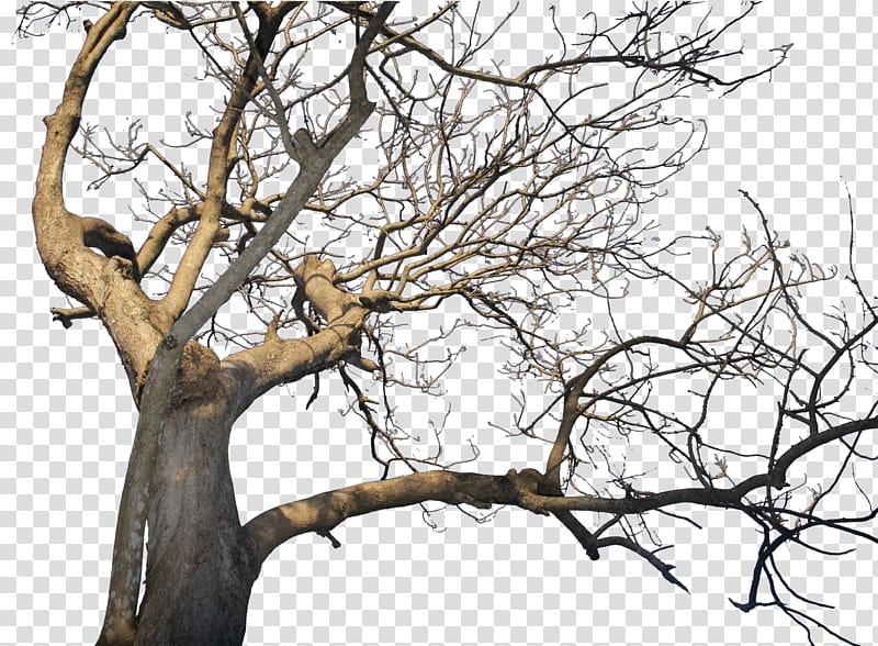 Death Tree pre cut, brown bare tree transparent background PNG clipart