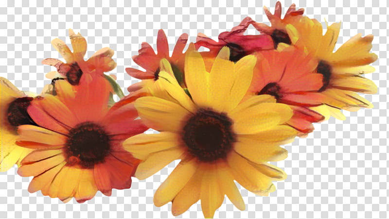 Floral Flower, Marigold, Blossom, Bloom, Transvaal Daisy, Floristry, Cut Flowers, Pot Marigold transparent background PNG clipart