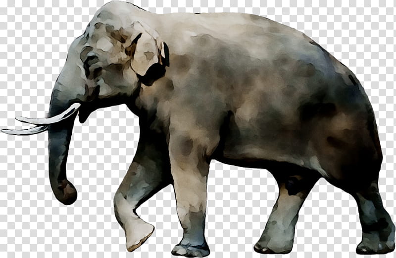 Indian Elephant, Alphabet Song, Stegomastodon, Cuvieronius, Pleistocene, Learning, Vietnamese Language, Gomphothere transparent background PNG clipart