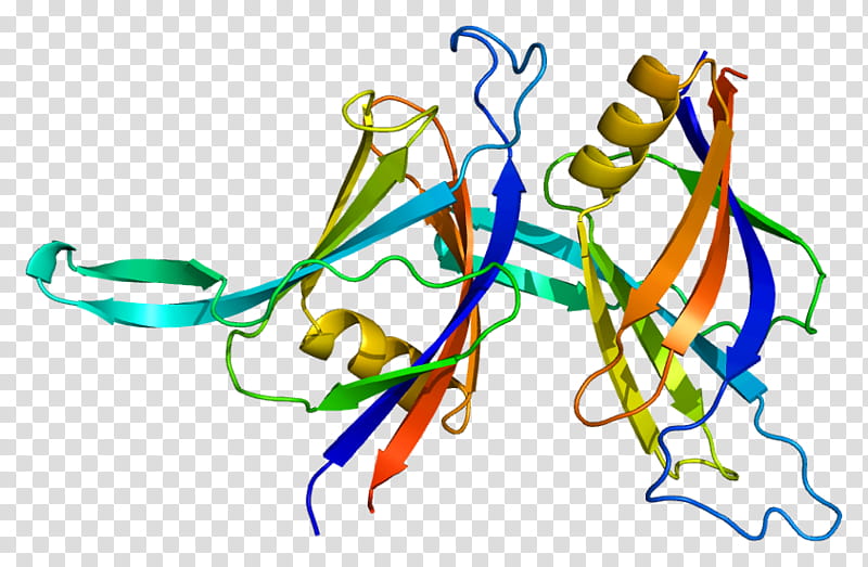 Prkcd Line, Protein, Protein Kinase, Ribonucleoprotein, Protein Kinase C, Radixin, Snrnp, Small Nuclear Rna transparent background PNG clipart