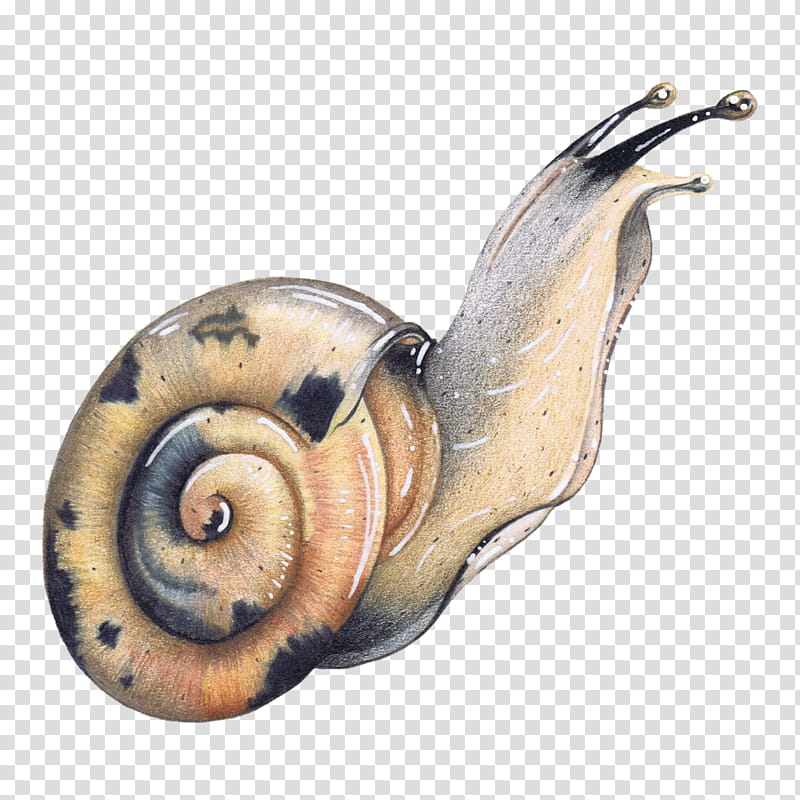Watercolor Animal, Snail, Drawing Colored Pencil, Watercolor Painting, Snails And Slugs, Sea Snail, Lymnaeidae, Nautilus transparent background PNG clipart