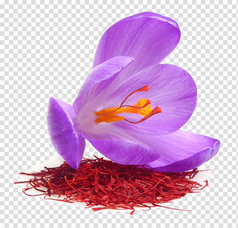Saffron Flower, Autumn Crocus, Food, Sativum, Violet, Purple, Lilac, Petal transparent background PNG clipart