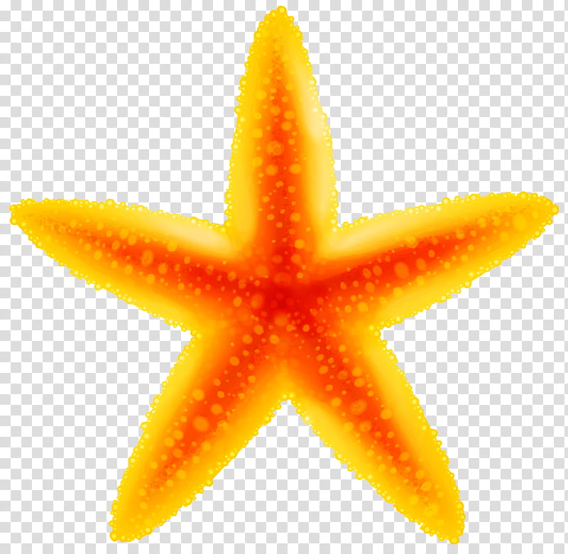 Orange, Yellow, Starfish transparent background PNG clipart