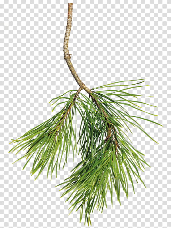 Christmas Tree Branch, Spruce, Pine, Fir, Raster Graphics, Needle, Conifer Cone, Christmas Day transparent background PNG clipart