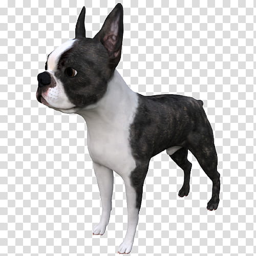white and black French bulldog transparent background PNG clipart