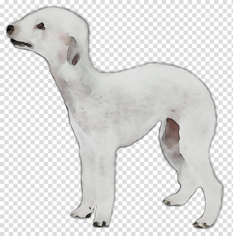 Dog, Whippet, Italian Greyhound, Spanish Greyhound, Sloughi, Mudhol Hound, Longdog, Cardigan Welsh Corgi transparent background PNG clipart