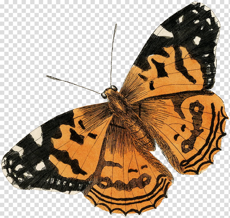 Monarch Butterfly, Brushfooted Butterflies, Moth, Pieridae, Tiger Milkweed Butterflies, Moths And Butterflies, Cynthia Subgenus, Insect transparent background PNG clipart