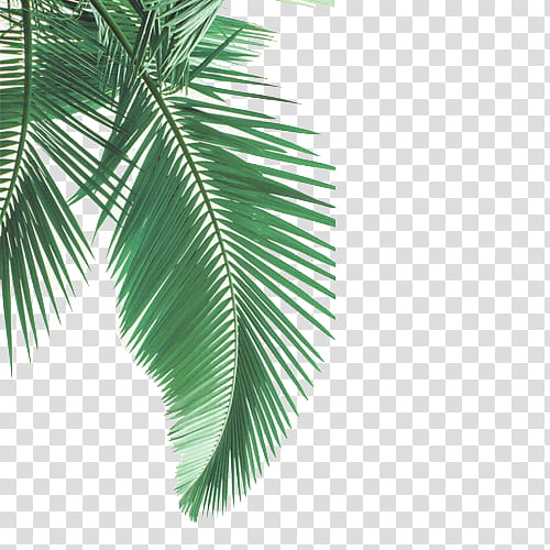 Cartoon Palm Tree, Capri, Restaurant, Publishing, Menu, Blog, Baga, North Goa transparent background PNG clipart