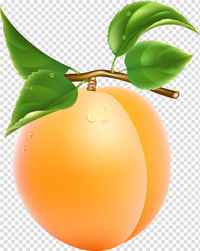 Fruit tree, Plant, Leaf, Orange, Food, Grapefruit, Citrus transparent background PNG clipart