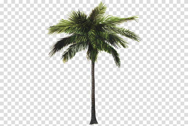 Jungle s, palm tree illustration transparent background PNG clipart