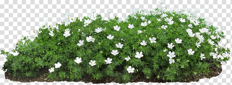 A flower bed with flowers on a backgro, white flower transparent background PNG clipart