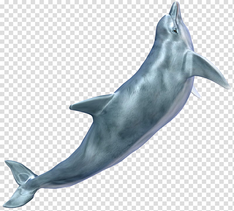 Dolphin , gray dolphin illustration transparent background PNG clipart