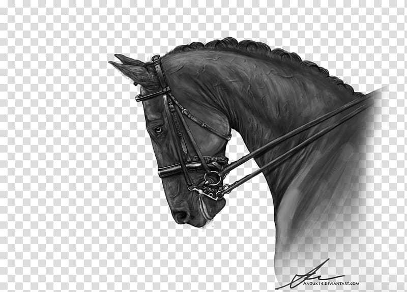Grayscale Dressage, gray horse head transparent background PNG clipart