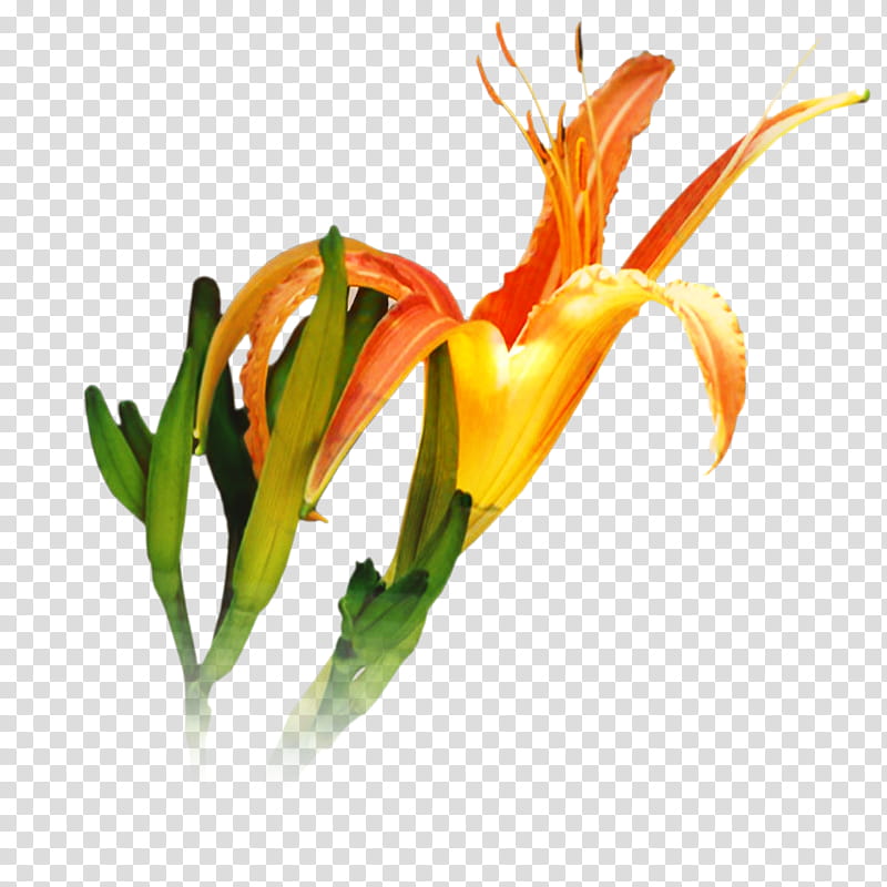 Lily Flower, Plants, Tulip, Plant Stem, Petal, Fleurdelis, Cut Flowers, Orange transparent background PNG clipart