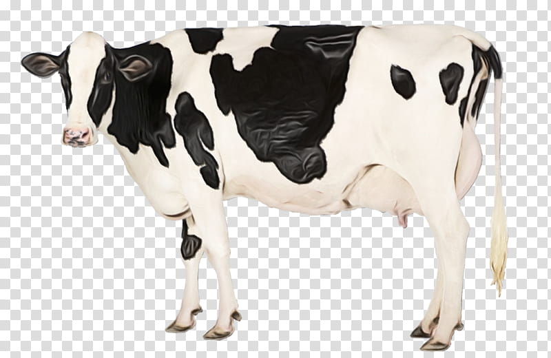 Cow, Holstein Friesian Cattle, Farm, Dairy, Dairy Cattle, Cattle Feeding, Calf, Live transparent background PNG clipart
