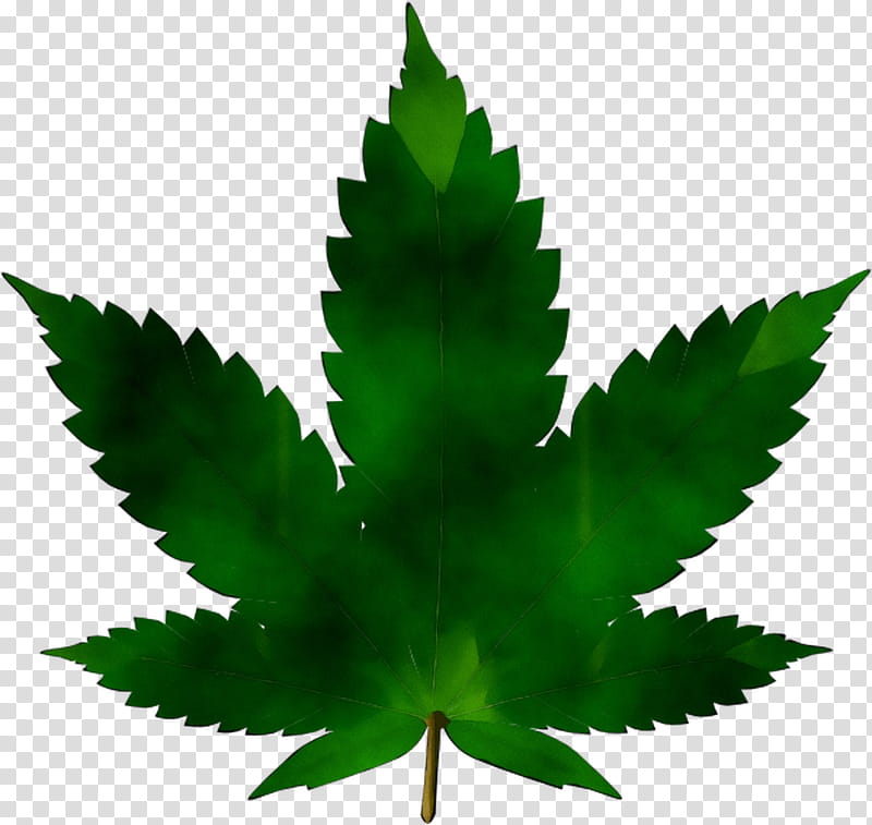 Rose Flower Drawing, Cannabis Sativa, Cannabis Ruderalis, Medical Cannabis, Hemp, Hashish, Cannabis In Papua New Guinea, Leaf transparent background PNG clipart