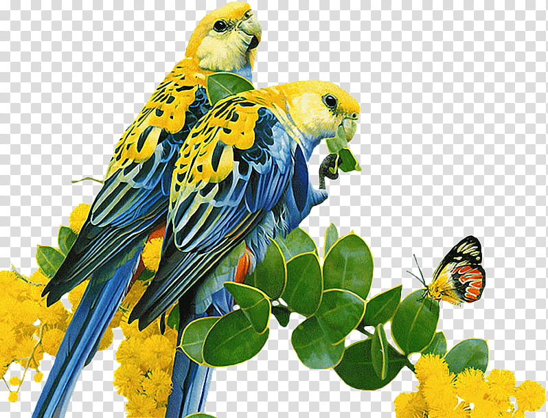 Bird Parrot, Budgerigar, Common Nightingale, Parakeet, Yellowcollared Lovebird, Animation, Animal, Film transparent background PNG clipart