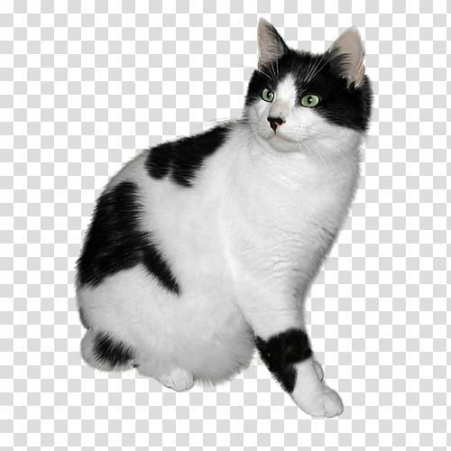 Cats, American Bobtail, Persian Cat, Japanese Bobtail, Black Cat, Burmilla, Kitten, White Cat transparent background PNG clipart