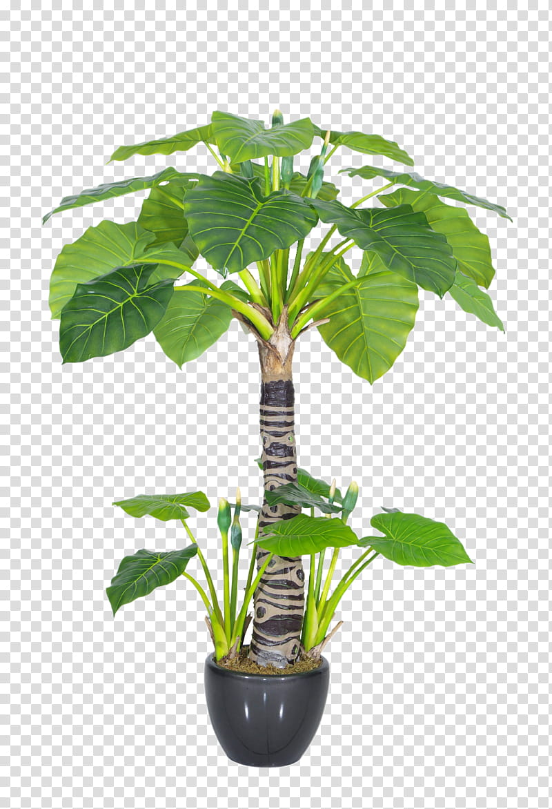 Cartoon Palm Tree, Flowerpot, Plants, Houseplant, New Guinea Shield, Bonsai, Giant Taro, Alocasia Odora transparent background PNG clipart