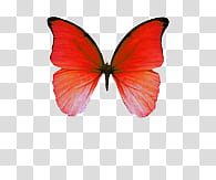 Butterfly, red butterfly transparent background PNG clipart