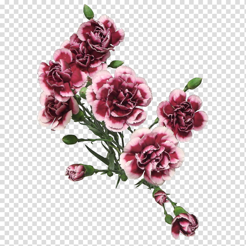 Cut Flowers Of Carnation, red, pink, and black flower transparent background PNG clipart