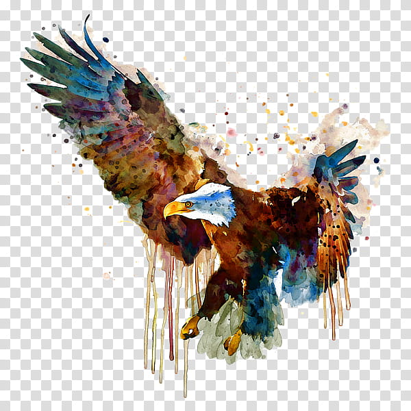 Eagle Drawing, Bald Eagle, Watercolor Painting, Bird, Artist, Canvas Print, 2018, Golden Eagle transparent background PNG clipart