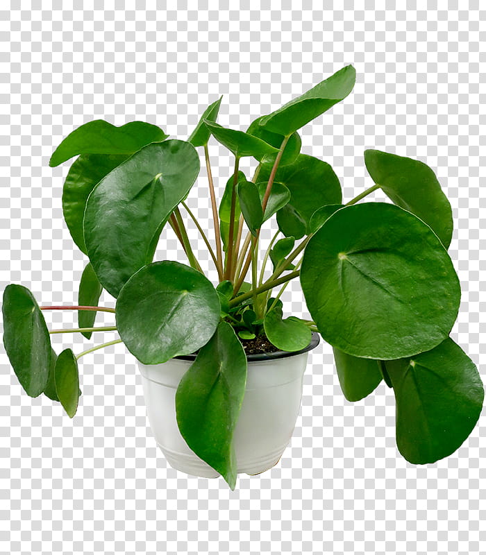 flower leaf plant kaffir lime houseplant, Herb, Basil, Food transparent background PNG clipart