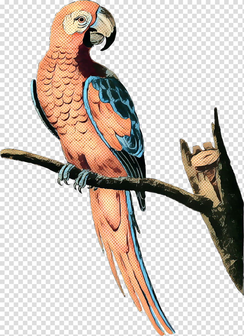Bird Parrot, Macaw, Parakeet, Feather, Beak, Pet, Budgie, Falconiformes transparent background PNG clipart