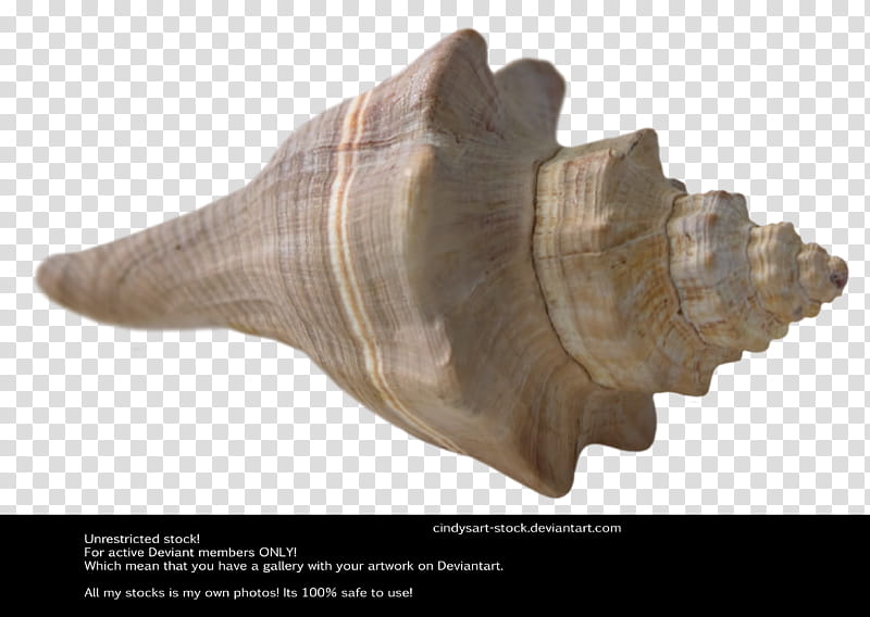Shells, conch shell transparent background PNG clipart