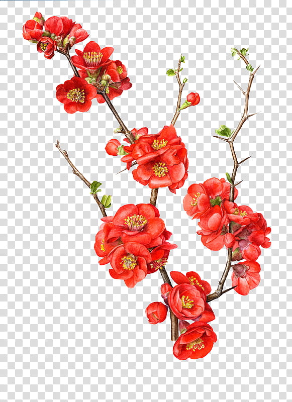 , red cherry blossoms transparent background PNG clipart