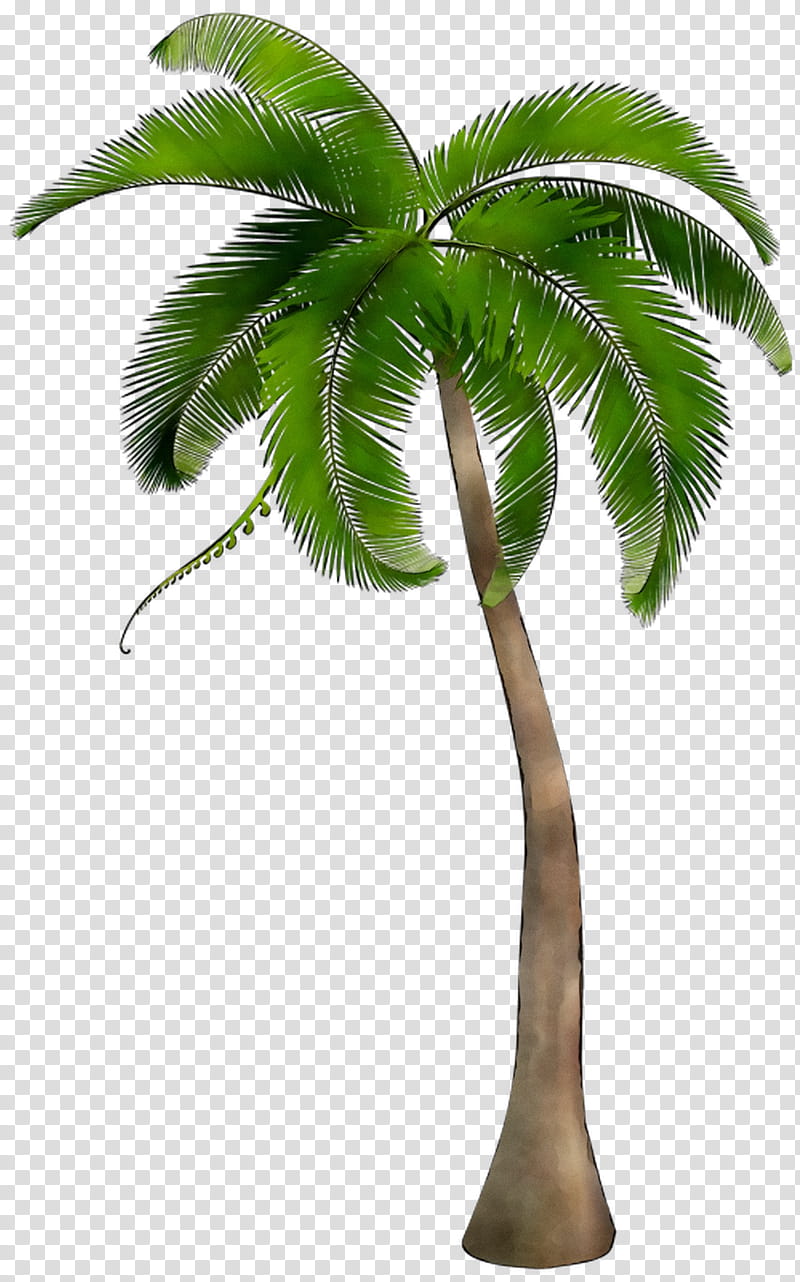 Palm Oil Tree, Palm Trees, Coconut, Babassu Oil, Palm Branch, Leaf, Plant, Arecales transparent background PNG clipart