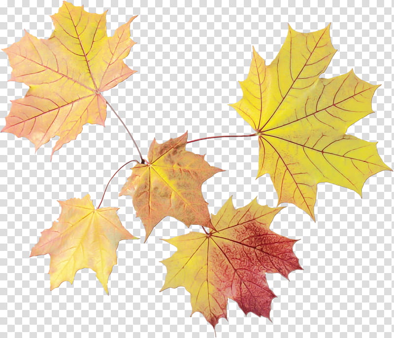 Autumn Leaves, Maple Leaf, Grape Leaves, Common Grape Vine, Plane Trees, Family, Plane Tree Family, Grapevines transparent background PNG clipart