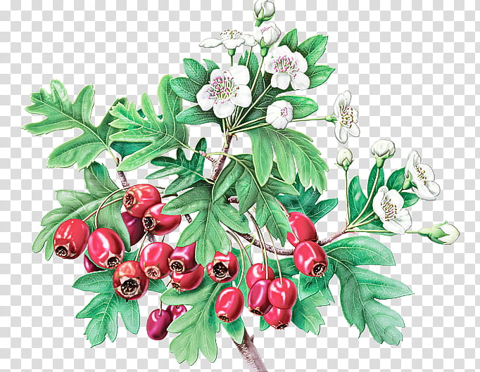 plant flower hawthorn tree leaf, Branch, Chinese Hawthorn, Woody Plant, Fruit, Berry, Sorbus, Lingonberry transparent background PNG clipart