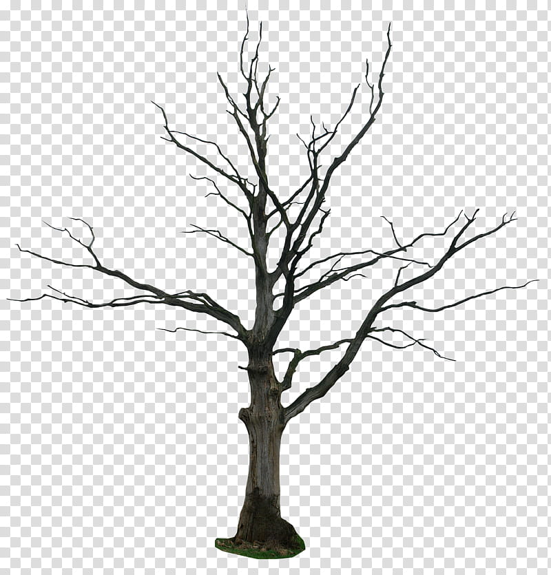 dead tree, withered tree transparent background PNG clipart