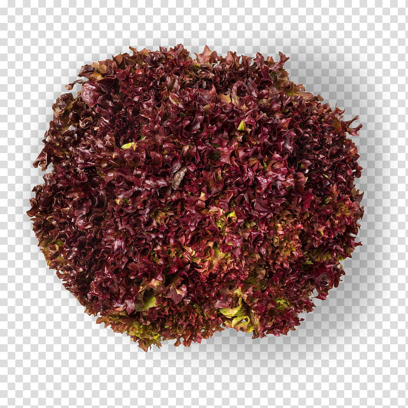 Green Tea Leaf, Color, Earl Grey Tea, Wine, Purple, Texture, Nerve, Red Leaf Lettuce transparent background PNG clipart