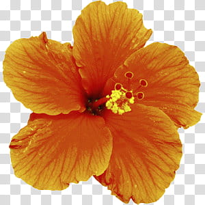 ORANGES oh my, orange Hibiscus flower transparent background PNG clipart