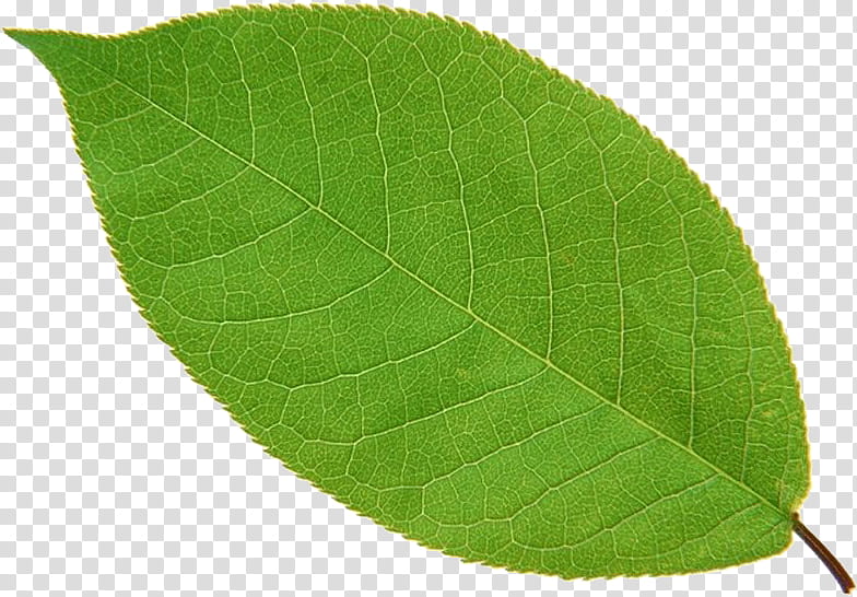 apple tree leaf transparent background PNG clipart